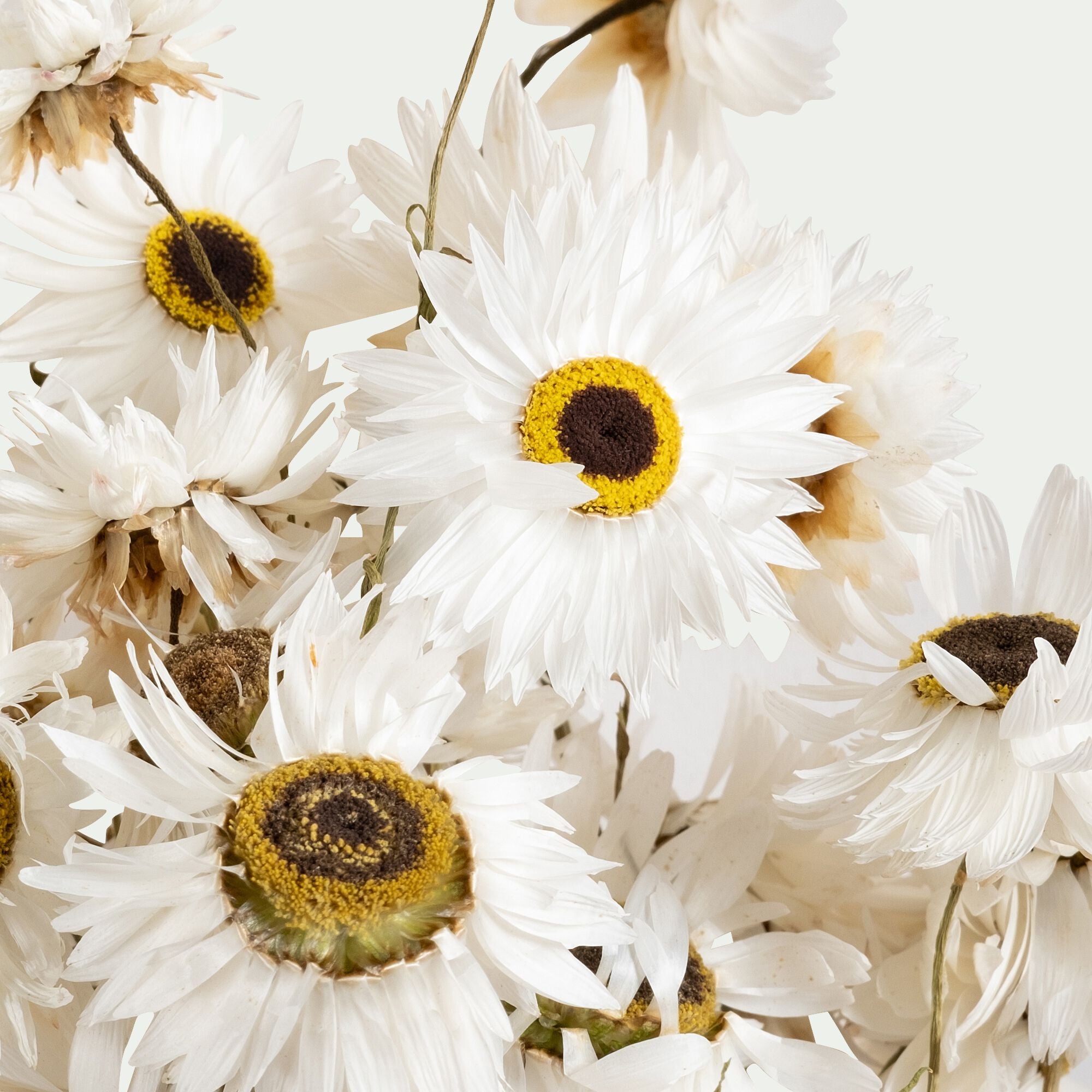 FLORALIE - Bottes de marguerites séchées 55cm - blanc
