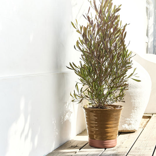 VENOSTA - Pot bicolore en terre cuite D29cm - jaune